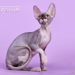 Породистые котята сфинкс.