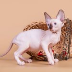 Породистые котята сфинкс.