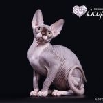 Котята, пары породы канадский сфинкс.