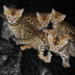 бенгальские котята от титулованных производителей