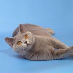 Британские голубые  котята из москвыдоставка