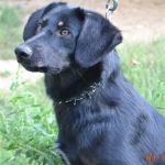 Блэкки – черная собака со светлой душой.