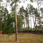 Продажа нового особняка 660 м2 с соснами. Романков