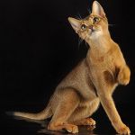 абиссинские котята от титулованных производителей