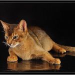 Абиссинский титулованный кот Вязка