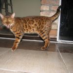 Бенгальский титулованный кот Вязка