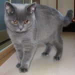 британские короткошерстные котята