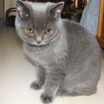 британские короткошерстные котята