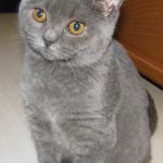 британские короткошерстные котята
