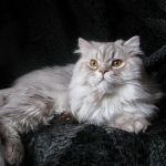 британский длинношерстный кот (хайлендер)