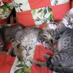 саванна котята от титулованных производителей