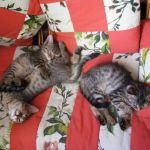 саванна котята от титулованных производителей