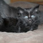 Мейн кун крупные черные котята