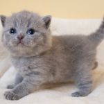 Британские котенок из питомника silvery snow