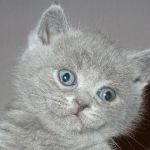 Британские котенок из питомника silvery snow