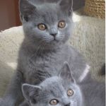 Британские плюшевые голубые котята.