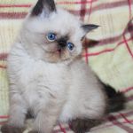 Экзотическая плюшевая красавица Незабудка