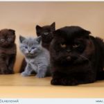Клубные котята питомника&ampquotsweettoy"