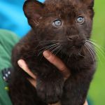 Котята крупных кошек из частного питомника
