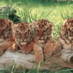 Котята крупных кошек из частного питомника