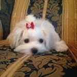 Мальтезе щенки продаются для шоу, разведения и просто для души