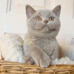Шотландские вислоухие и страйт котята