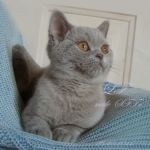 Шотландские вислоухие и страйт котята