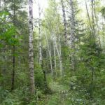 Земельные участки в Подмосковье