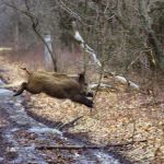 Охота и рыбалка на базе Орельский Двор.