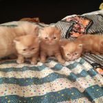Экзотические и персидские котята