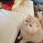 Экзотические и персидские котята