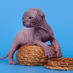 Котёнок сфинкс принесёт вам радость в дом.