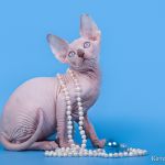 Котёнок сфинкс принесёт вам радость в дом.