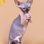 Продажа великолепных сфинксов.